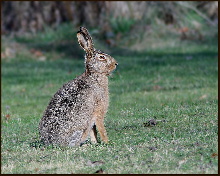 European Hare, Flthare   (Lepus europaeus)jpg