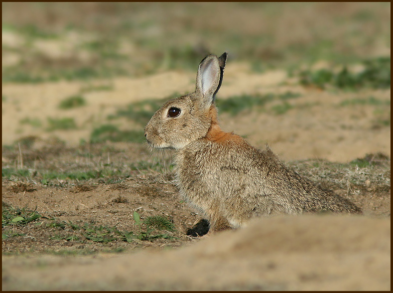 European rabbit, Kanin  (Oryctolagus cuniculus).jpg