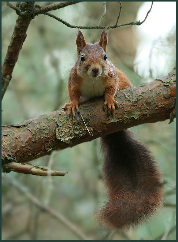 European Red Squirrel, Ekorre   (Sciurus vulgaris)..jpg