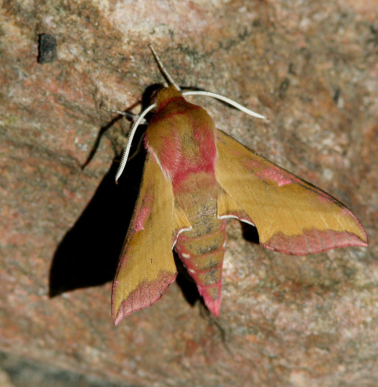 Small Elephant Hawk-moth, Mindre snabelsvrmare, Deilephila porcellus.jpg