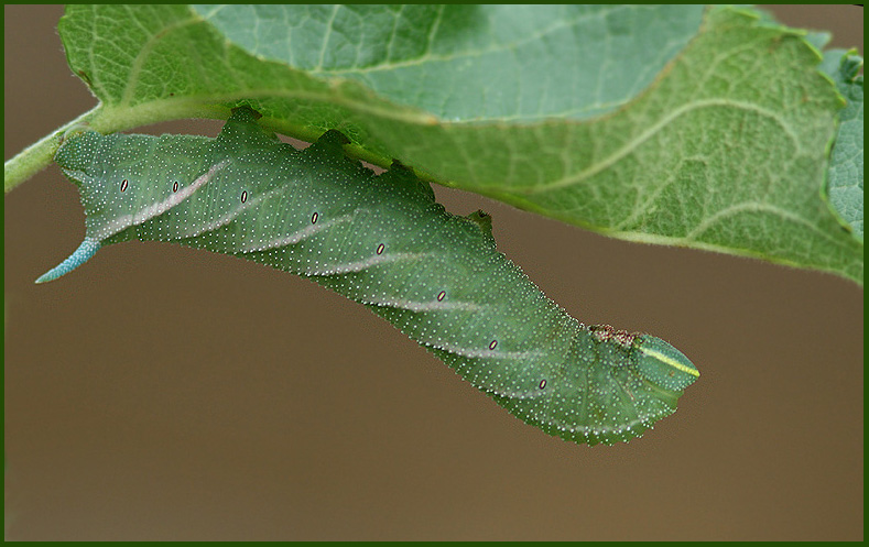 Eyed Hawk-moth, Videsvrmare, Smerinthus ocellatus.jpg