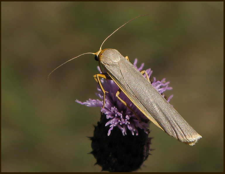 Scarce Footman, Mrkgr lavspinnare   (Eilema complanum).jpg