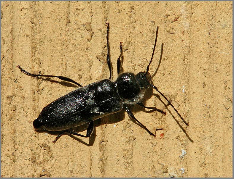 House Longhorn, Husbock   (Hylotrupes bajulus).jpg