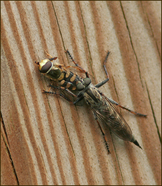 Robberfly with hoverfly prey.jpg