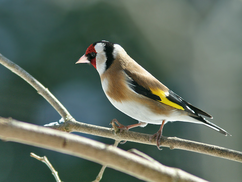 Goldfinch, Steglits   (Carduelis  carduelis).jpg