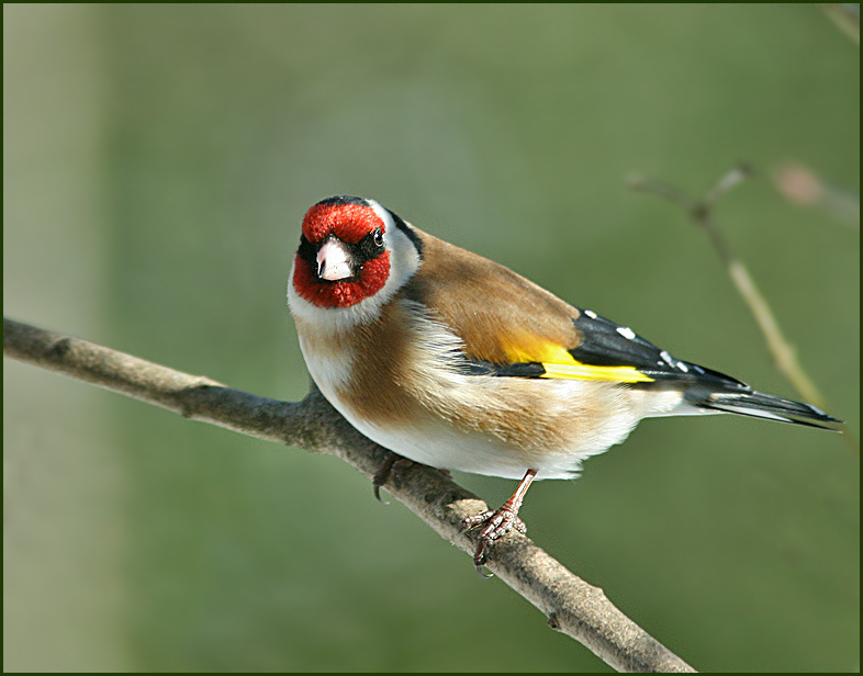 Goldfinch, Steglits   (Carduelis  carduelis).jpg