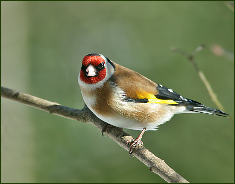 Goldfinch, Steglits (Carduelis carduelis).jpg