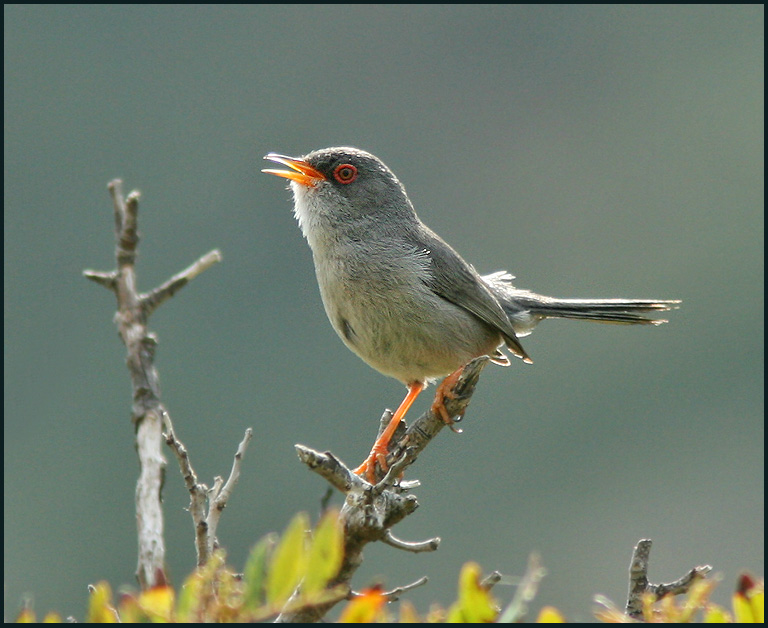 Balearic Warbler.jpg