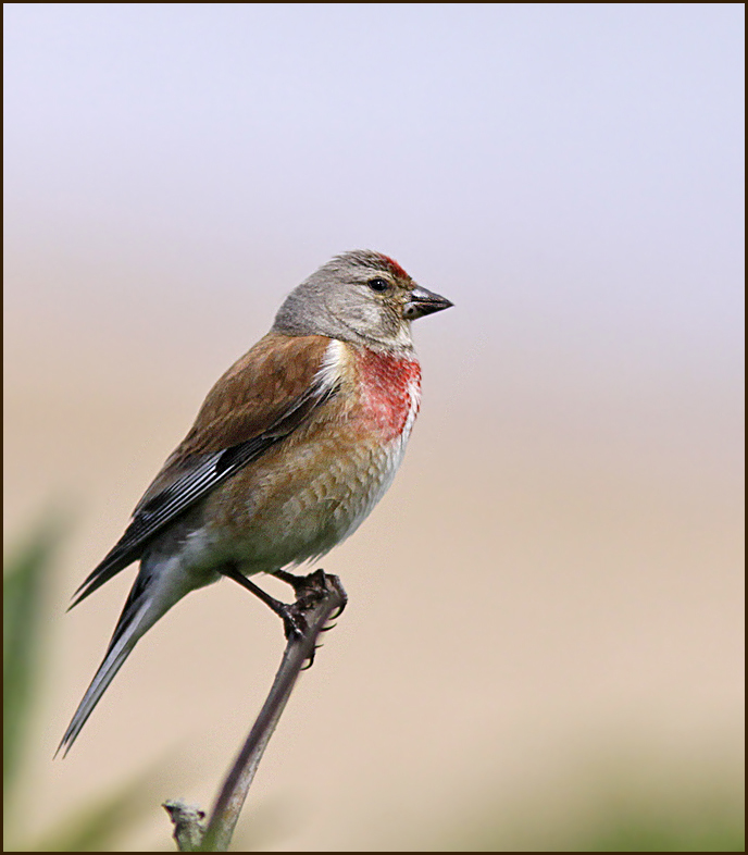 Linnet male, Hämpling hane (C. cannabis).jpg