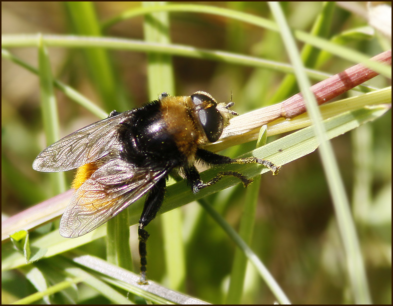 Bred narcissfluga   (Merodon equestris).jpg