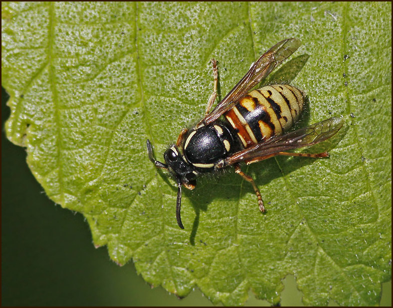 Wasp, Rdbandad geting   (Vespula rufa).jpg