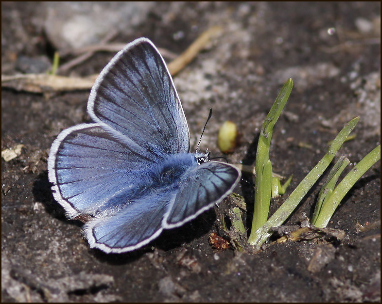 Amandas Blue, Silverblvinge   (Polyommatus amandus)male.jpg