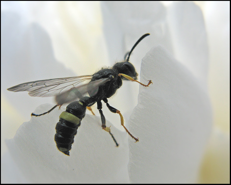 Cerceris rybyensis .jpg