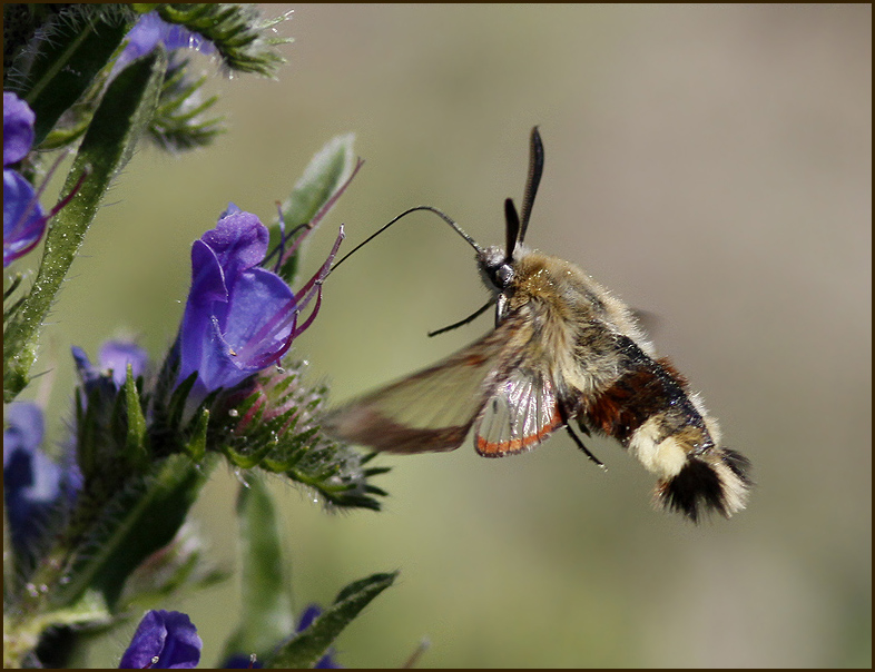 Broad-bordered bee Hawk-moth, Humlelik dagsvrmare   (Hemaris fuciformis).jpg
