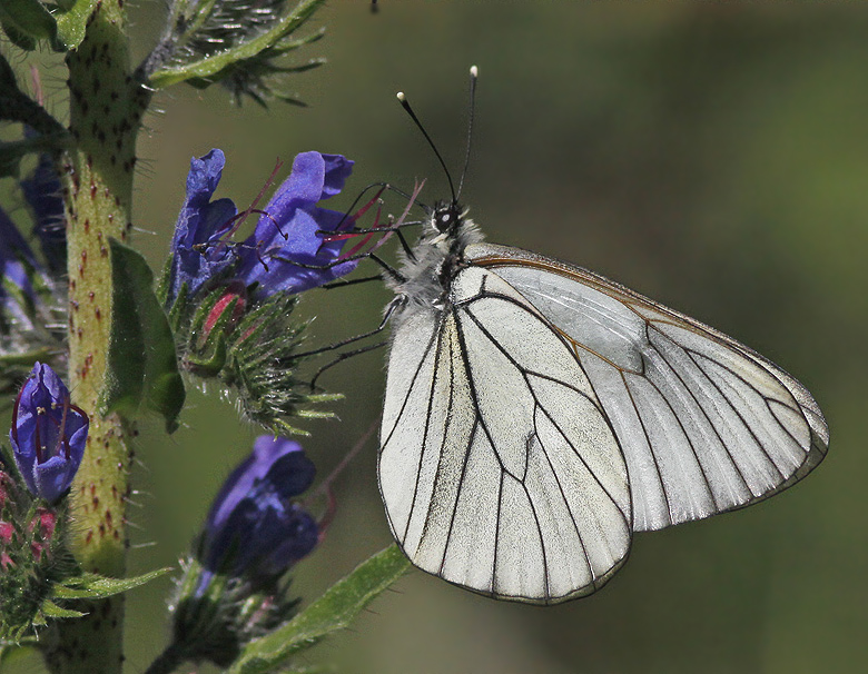 Black-veined White, Hagtornsfjril   (Aporia crataegi).jpg