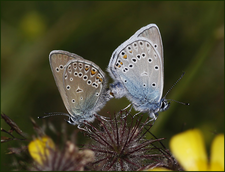 Amandas Blue, Silverblvinge   (Polyommatus amandus).jpg