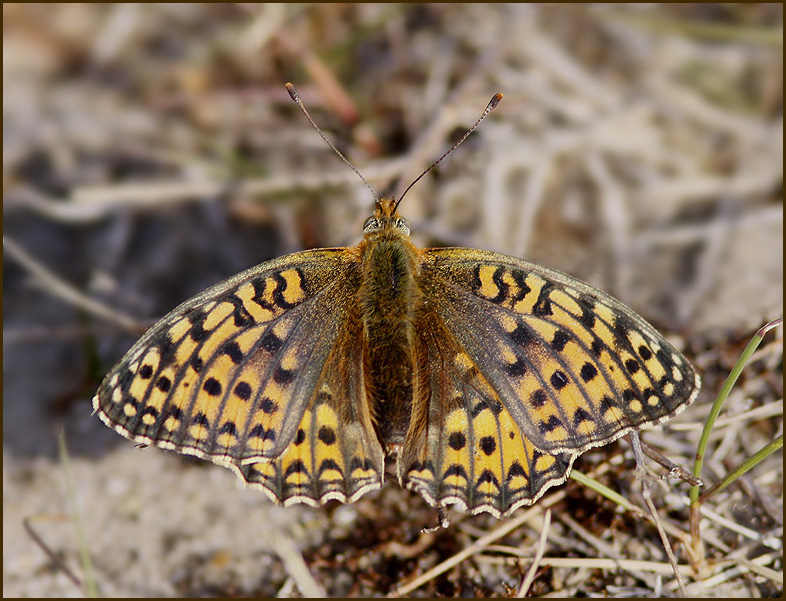 Niobi Fritillary female, Hedprlemorfjril hona   (Argynnis niobe).jpg