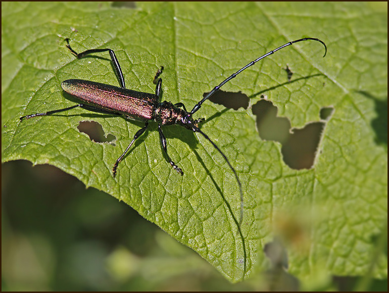 Musk Beetle male, Myskbock hane   (Aromia moschata).jpg