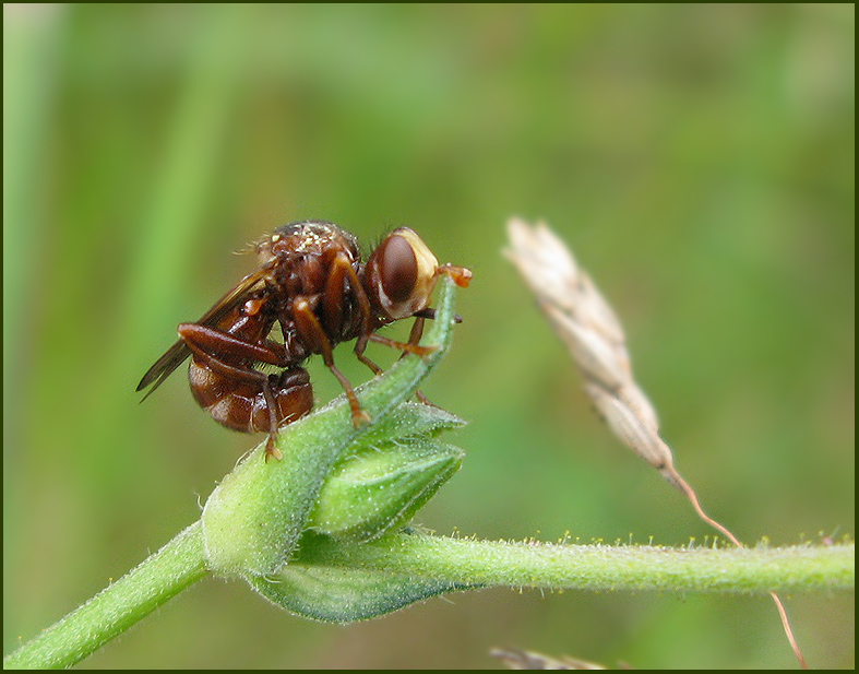 Conopid Fly, Stekelfluga   (Sicus ferrugineus).jpg