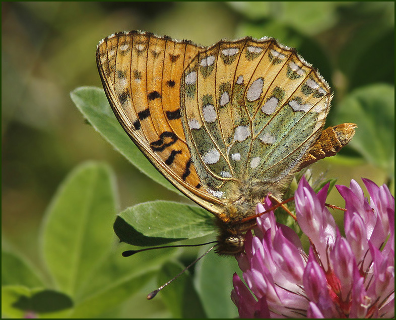 Dark green fritillary, ngsprlemorfjril   (Argynnis aglaja).jpg