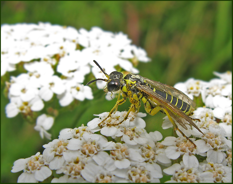 Tenthredo arcuata.jpg