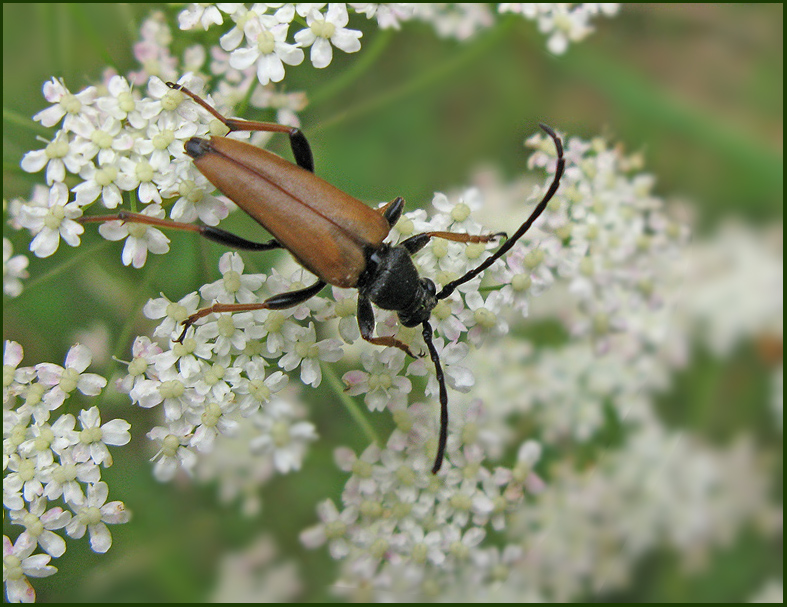 Stictoleptura rubra male.jpg