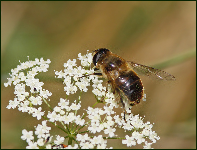 Dronefly, Slamfluga,   (Eristalis tenax).jpg