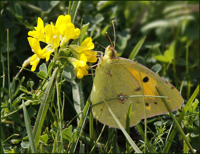 Couded Yellow male, Rdgul hfjril   (Colias croceus).jpg