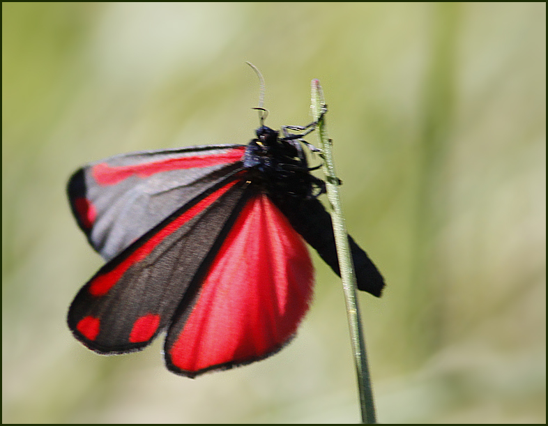 Cinnabar Moth, Karminspinnare   (Tyria jacobaeae).jpg