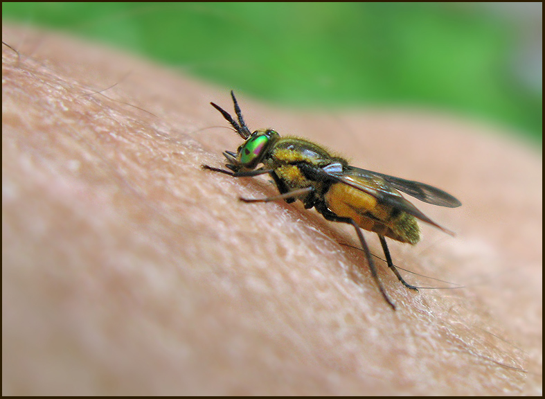 Horsefly, Guldgonbroms,   (Chrysops relictus).jpg