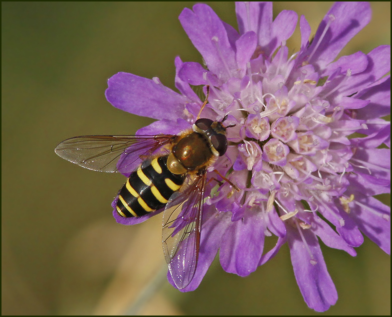 Gul solblomfluga   (Syrphus ribesii).jpg