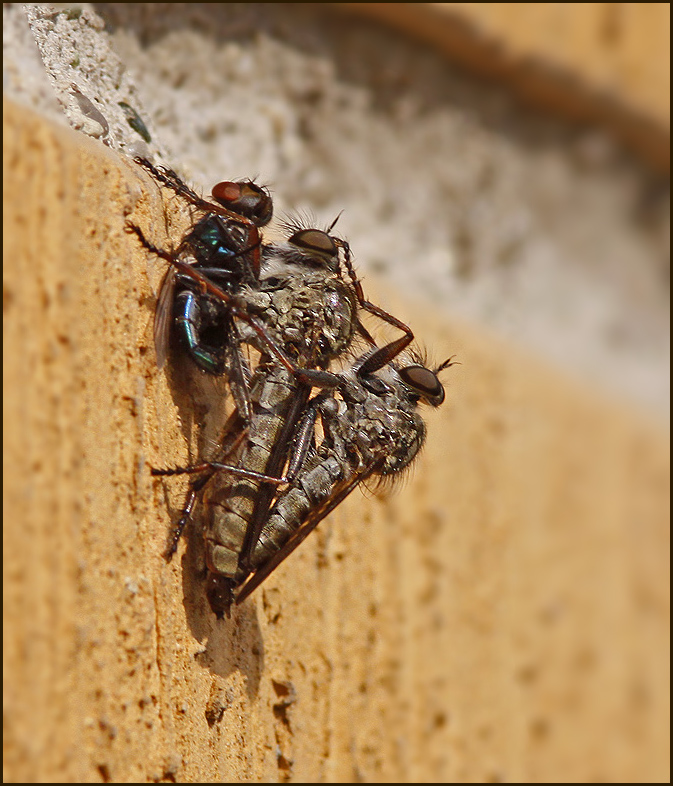Mating Robberflies, the female with preyRovflugor.jpg