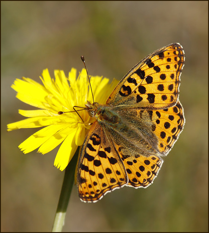 Queen of Spain Fritillary, Storflckig prlemorfjril   (Issoria lathonia)..jpg