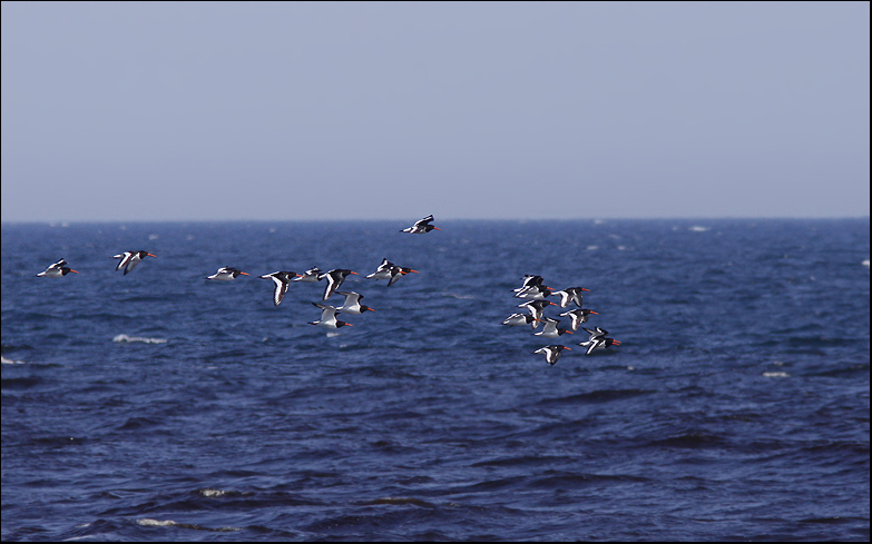 Oystercatchers migrating south over the Baltic Sea.jpg