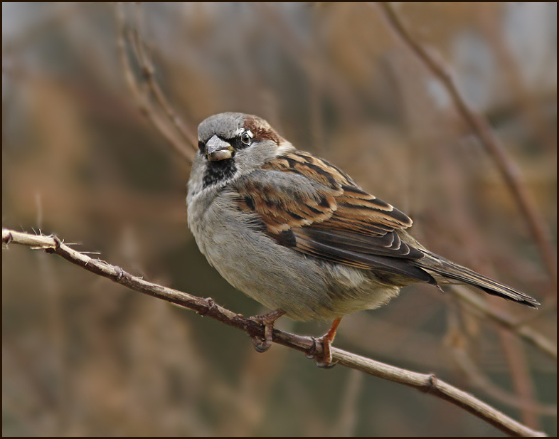 House sparrow, Gråsparv (Passer domesticus).jpg