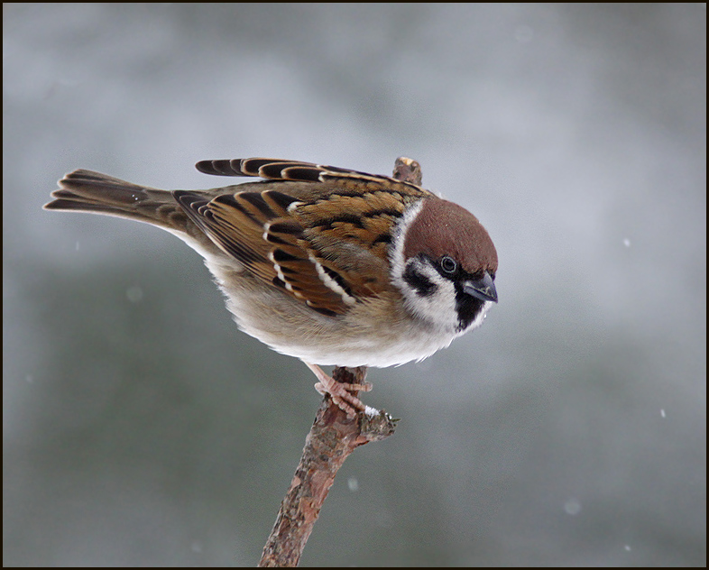 Tree Sparrow, Pilfink   (Passer montanus) 2.jpg