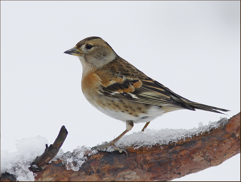 Bramling female, Bergfink hona   (Fringilla montifringilla).jpg