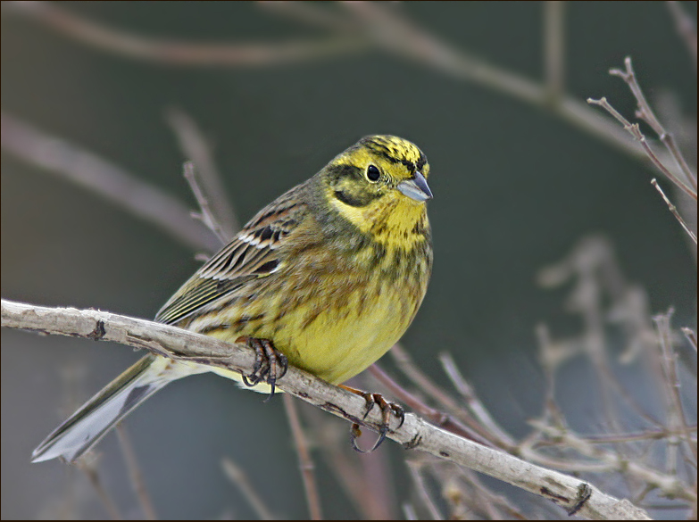 Yellowhammer, Gulsparv    Emberiza citrinella.jpg