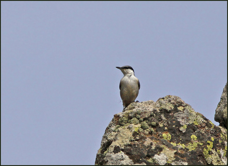 Western Rock Nuthatch, Klippnötväcka (Sitta neumayer).jpg