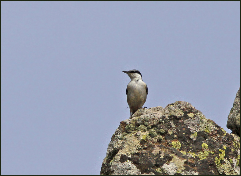 Western Rock Nuthatch, Klippntvcka   (Sitta neumayer).jpg