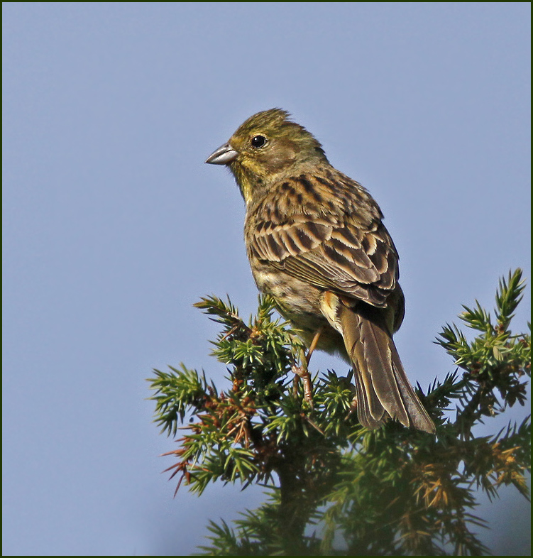 Yellowhammer female, Gulsparv   (Emberiza citrinella)jpg