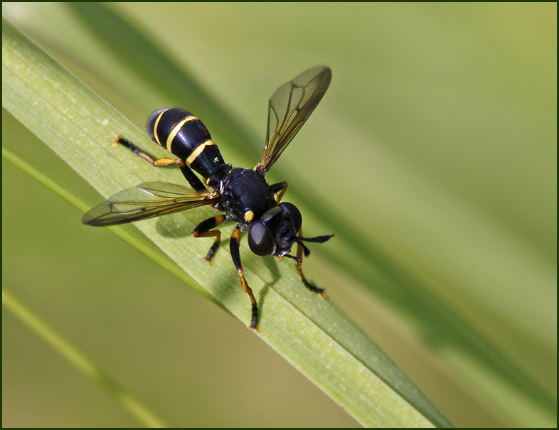 Thick-head Fly, Stekelfluga   (Conops flavipes).jpg