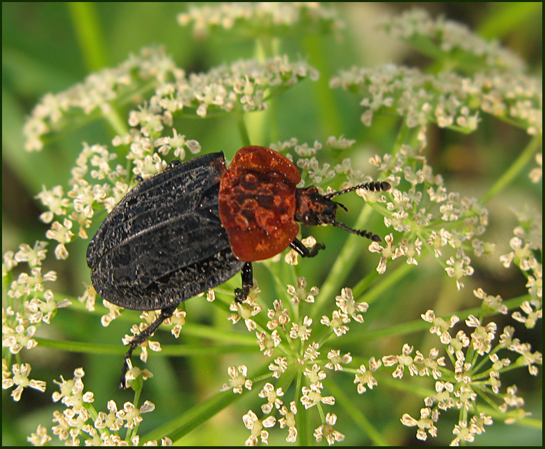 Swedish Carion Beetles, Asbaggar (Silphidae)