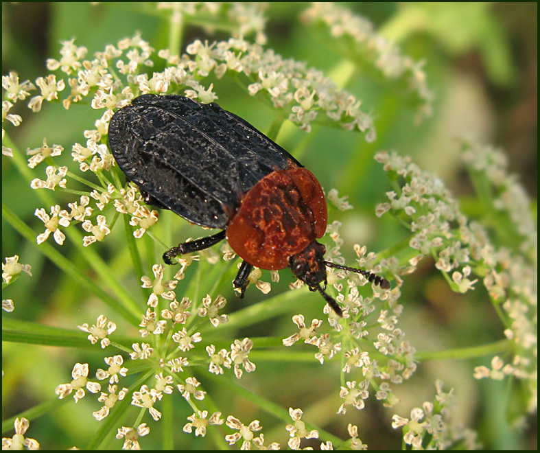 Red-breasted Carrion Beetle, Rdskldad asbagge   (Oiceoptoma thoracicum)..jpg