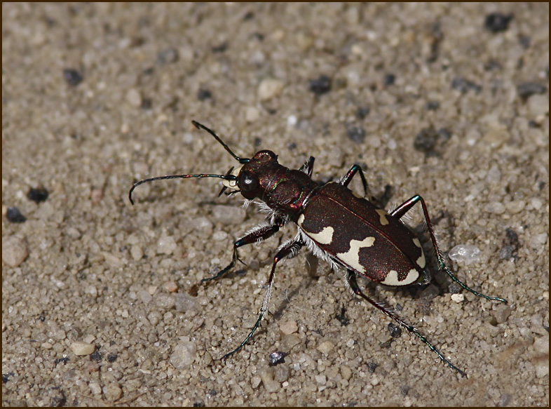 Northern Dune Tiger beetle, Brun sandjgare   (Cicindela hybrida)..jpg