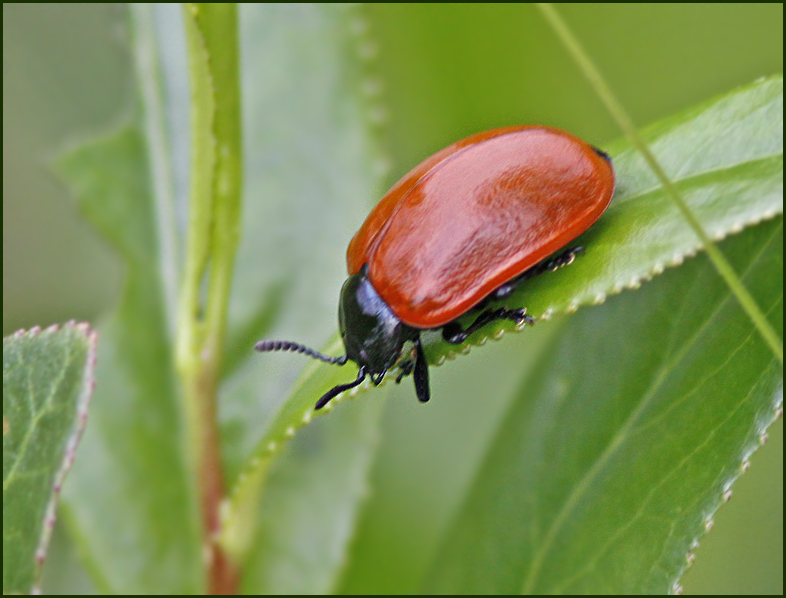 Poplar Leaf Beetle, Aspglansbagge  (Chrysomela populi)