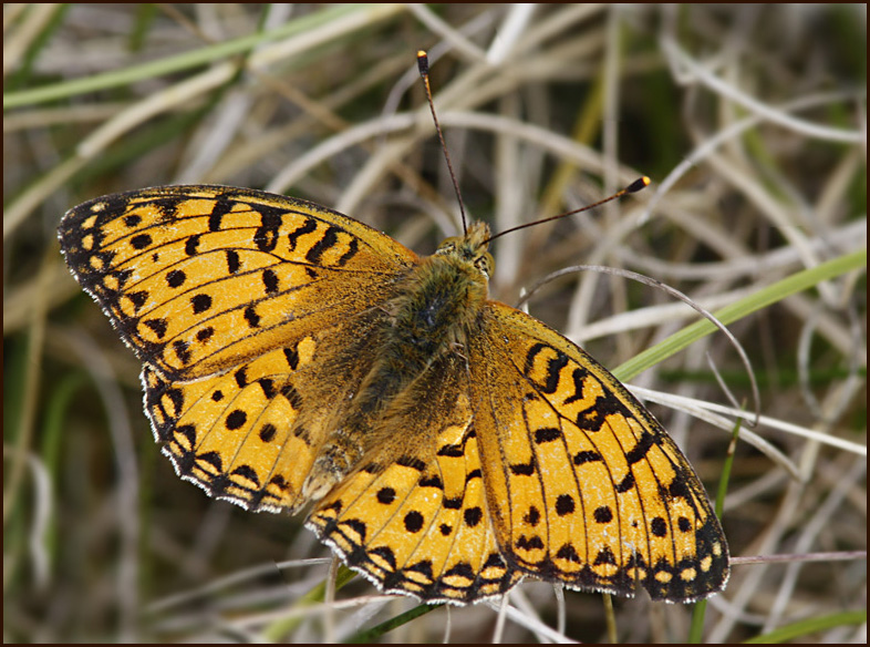 Dark green fritillary, ngsprlemorfjril   (Argynnis aglaja).jpg