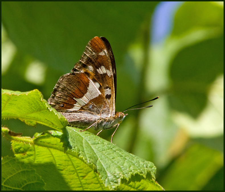 Purple Emperor, Sälgskimmerfjäril (Apatura iris).jpg
