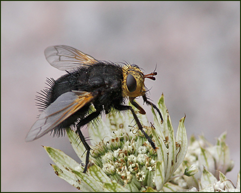  Jtteparasitfluga   (Echinomyia grossa).jpg