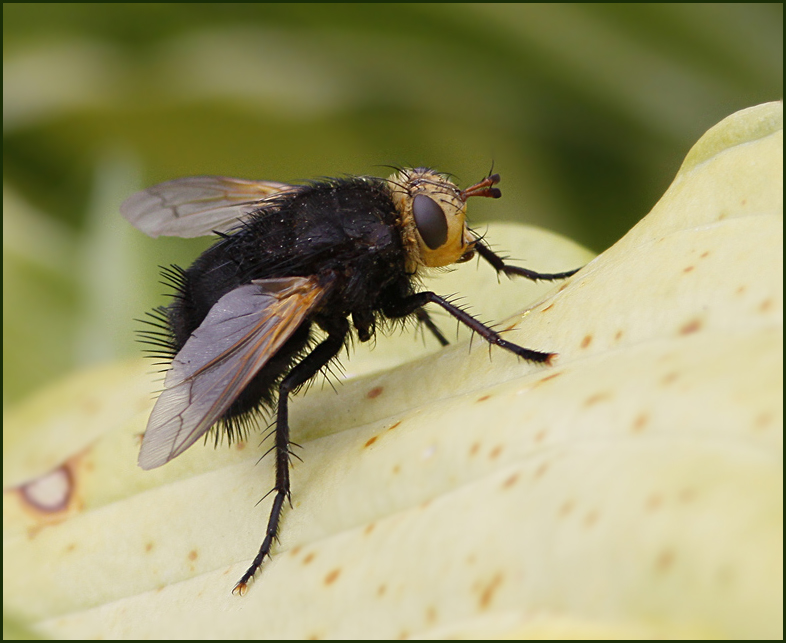  Jtteparasitfluga   (Echinomyia grossa)..jpg